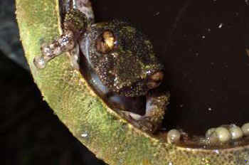 Bamboo Breeding Frog (male guarding eggs)