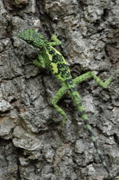 Japalura lizard