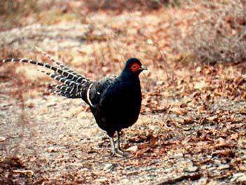 Male