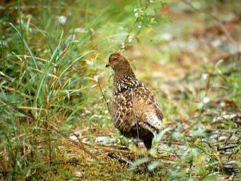 Female with leg bands & transmitter